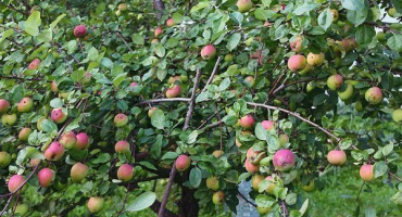 Vlastnosti jabloně melba - vlastnosti a nuance pěstování